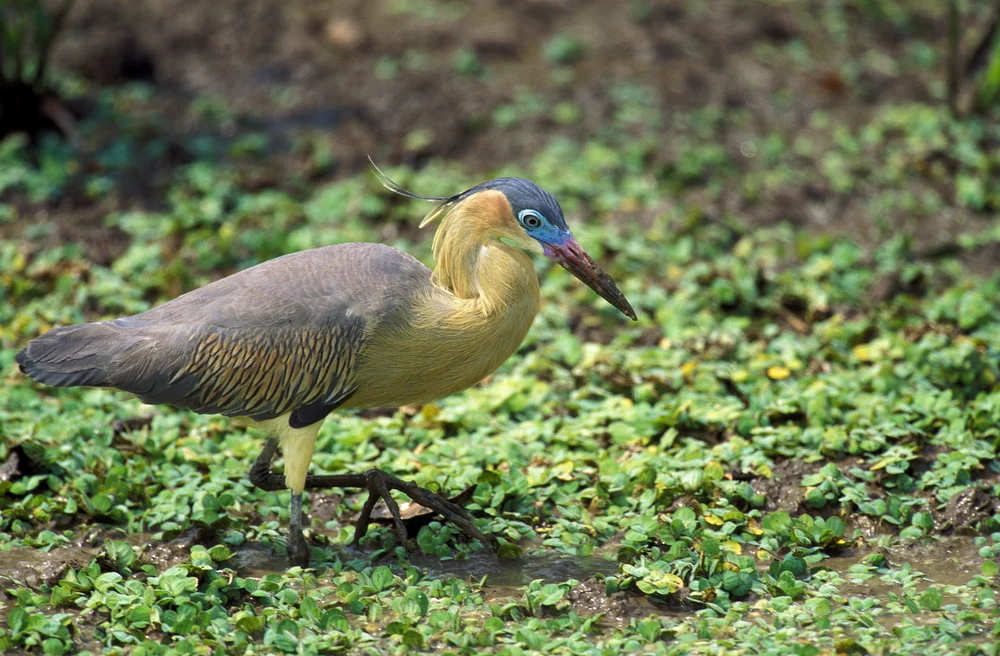 Pfeifreiher (Syrigma sibilatrix)