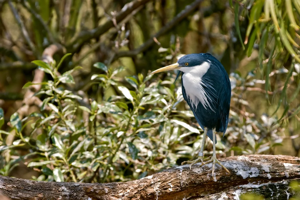 Pfeilreiher (Ardea picata)