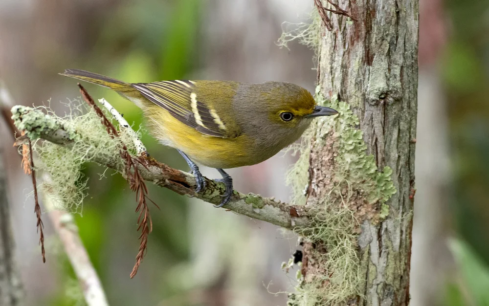 Philadelphia-Waldsänger (Vireo leucophrys)