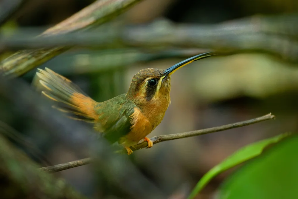 Philippi-Schattenkolibri (Phaethornis philippii)