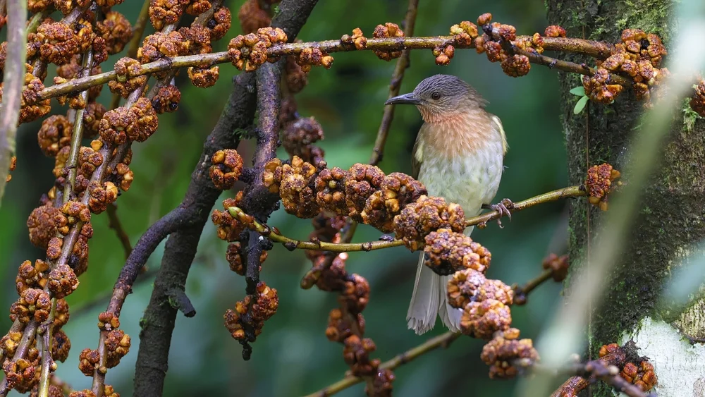 Philippinen-Bulbul (Hypsipetes philippinus)