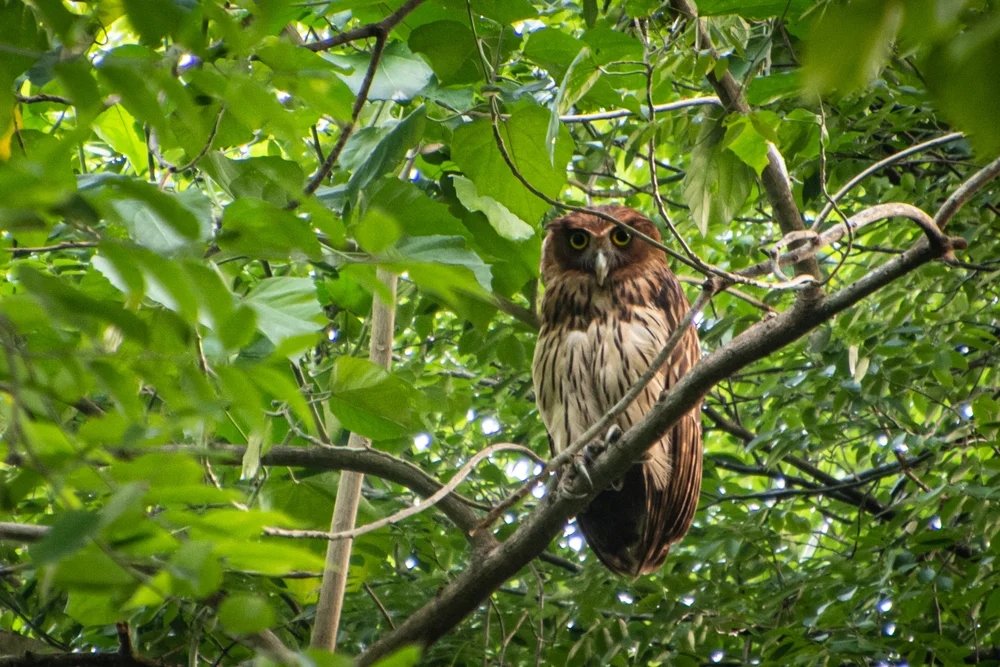 Philippinen-Fischuhu (Bubo philippensis)