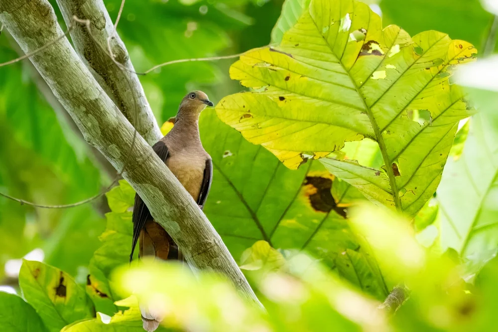 Philippinen-Fruchttaube (Macropygia mackinlayi)