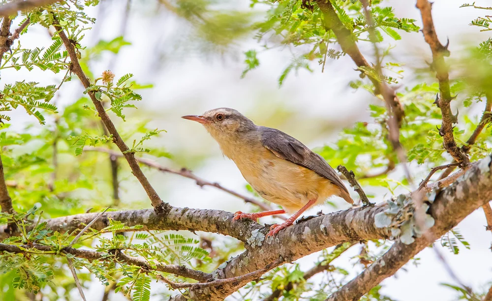 Philippinen-Laubsänger (Sylvietta philippae)