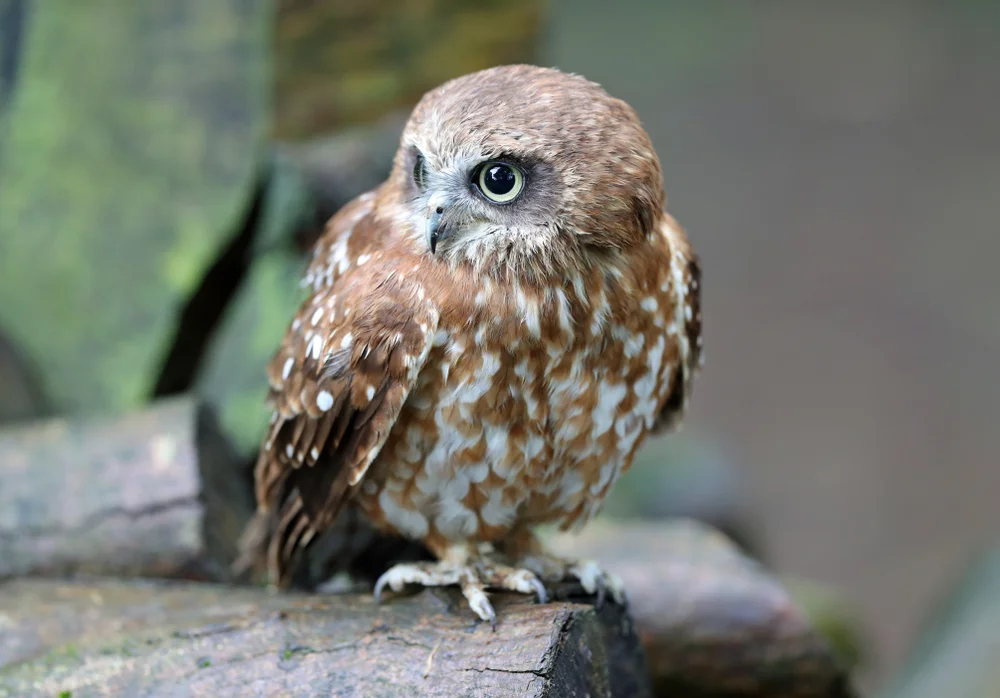 Philippinen-Waldkauz (Ninox philippensis)