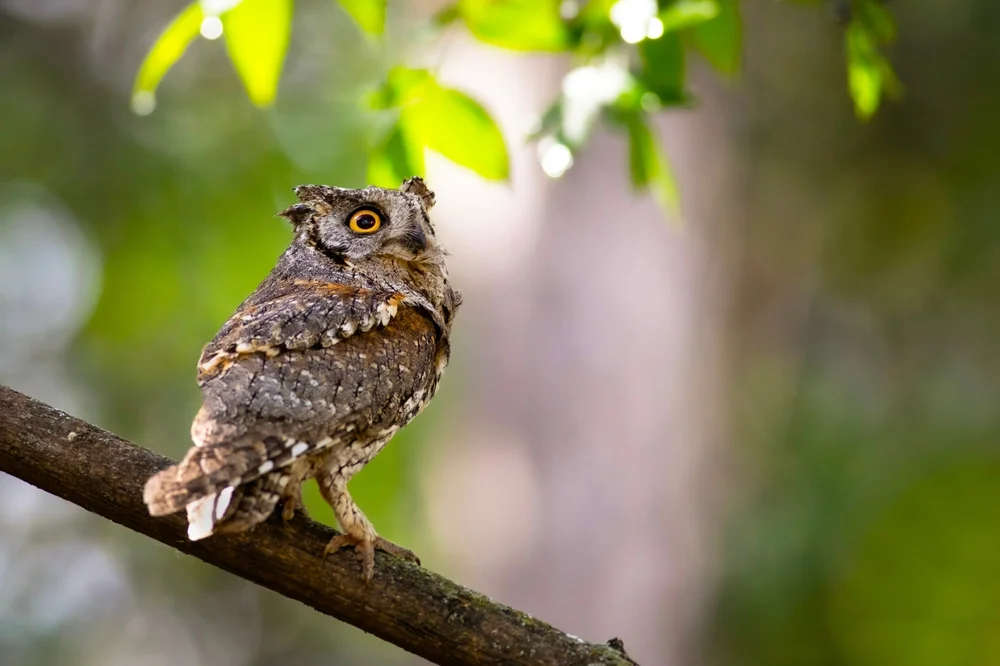 Philippinen-Zwergohreule (Otus podarginus)