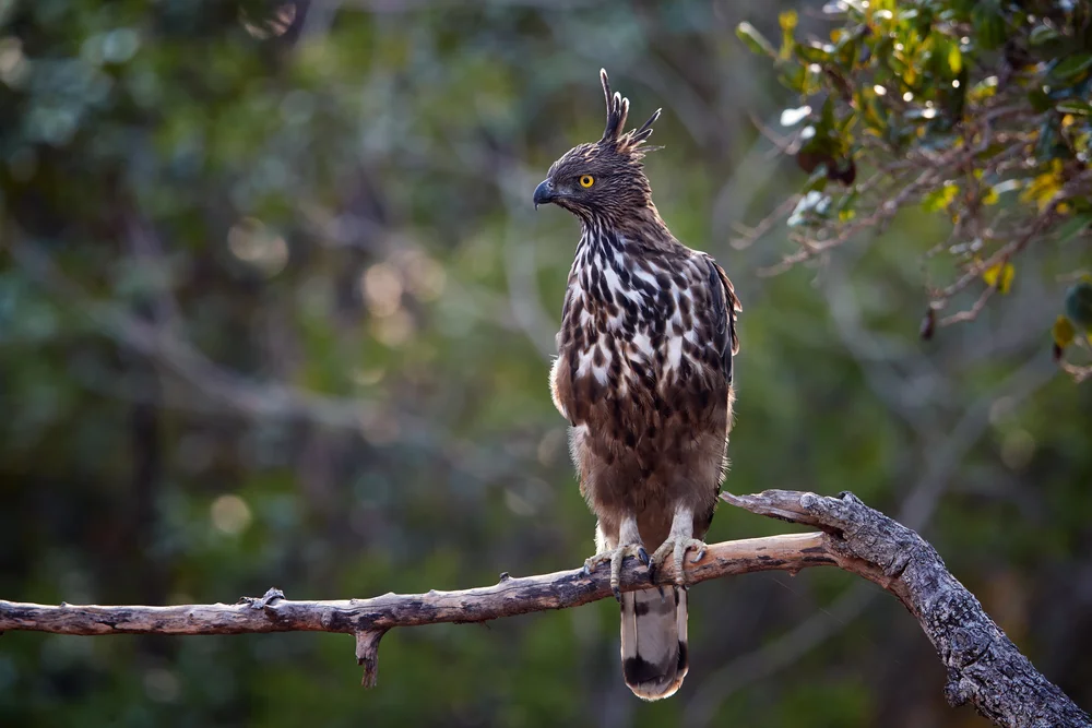 Philippinenadler (Spizaetus philippensis)