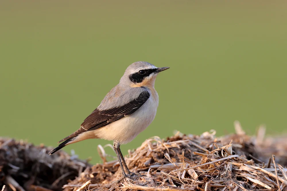 Phillips' Steinschmätzer (Oenanthe phillipsi)