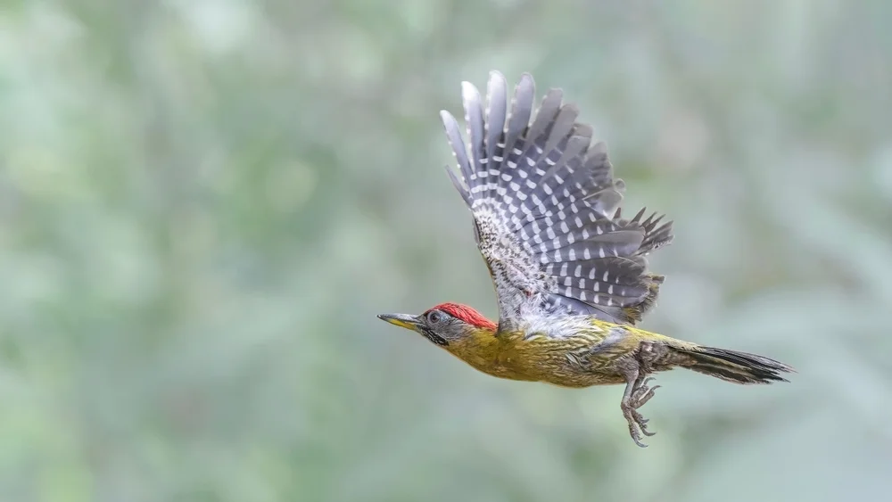 Piculetvogel (Picus vittatus)