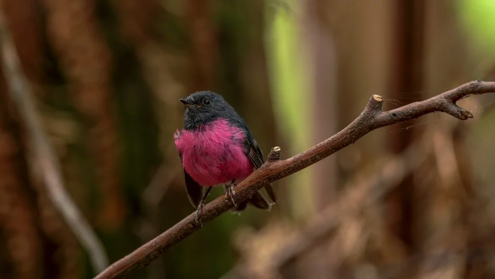Pinkebrust-Schnäpper (Petroica rodinogaster)