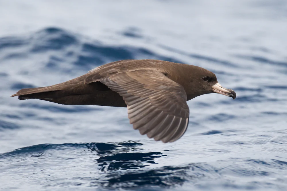 Pinkfuß-Sturmtaucher (Puffinus carneipes)