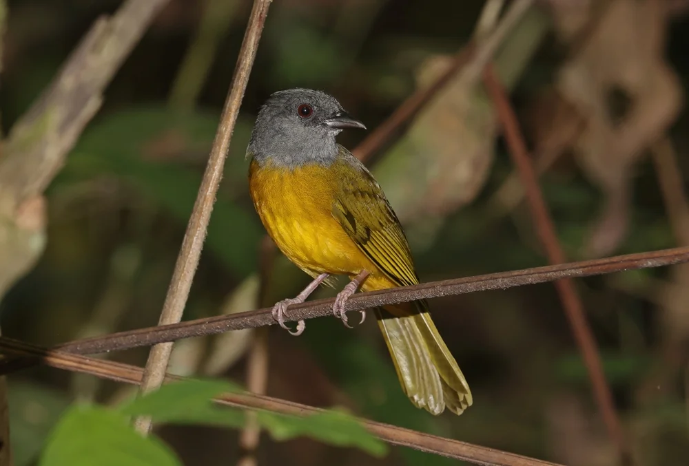 Pinsel-Bartvogel (Eucometis penicillata)