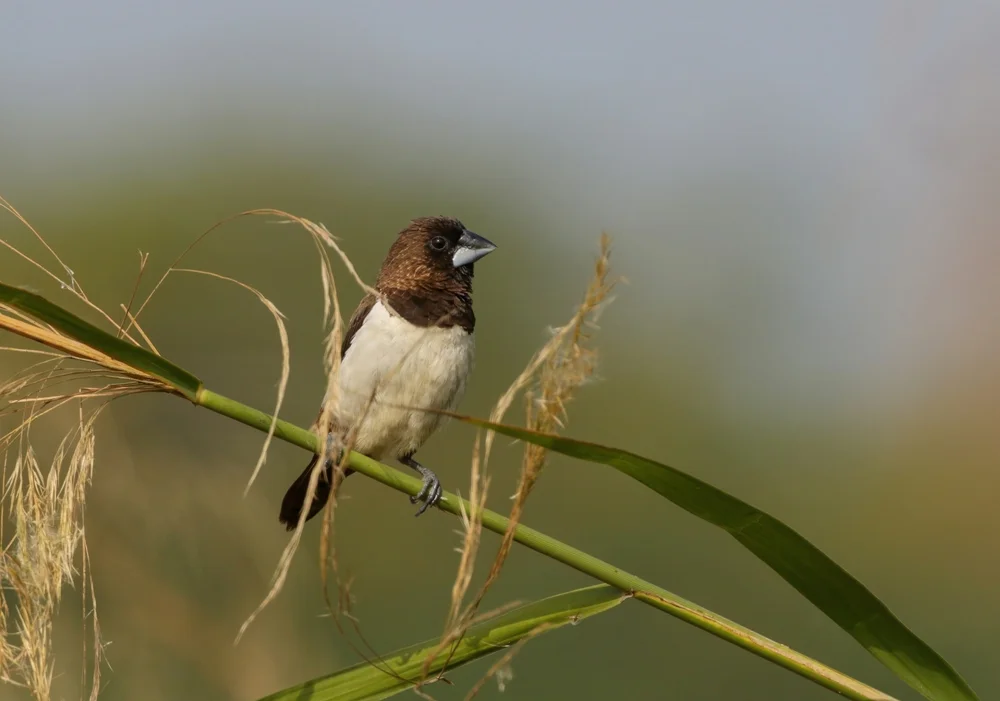 Pinselzüngler-Bronzemännchen (Lonchura fringilloides)