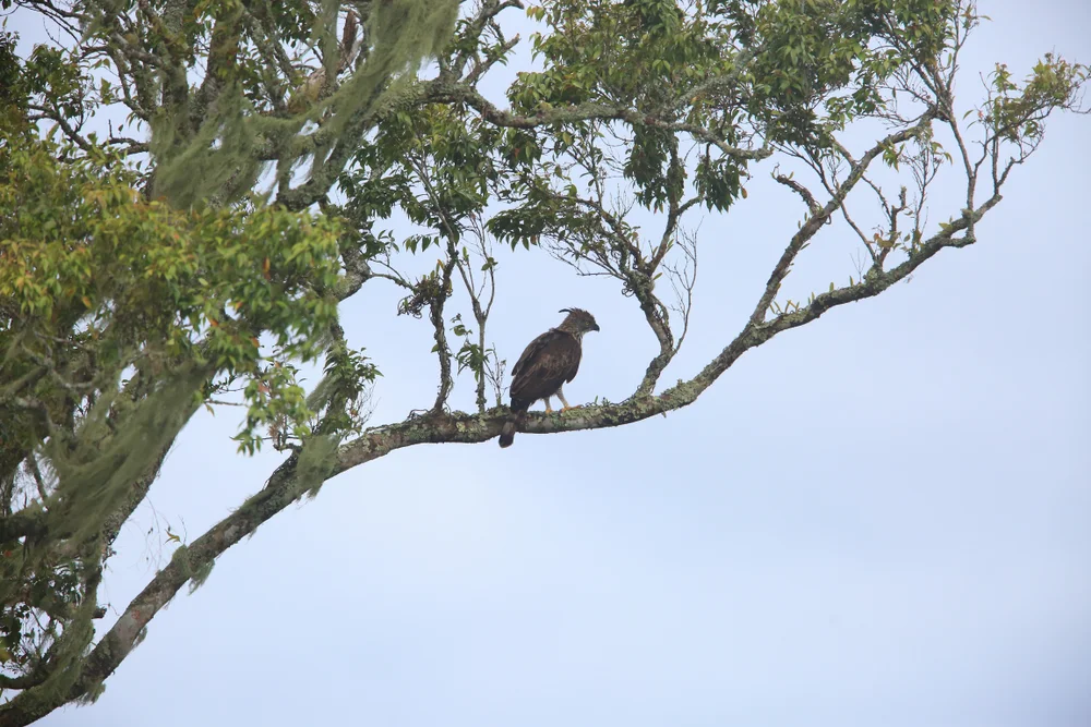Pinskers Schlangenadler (Nisaetus pinskeri)
