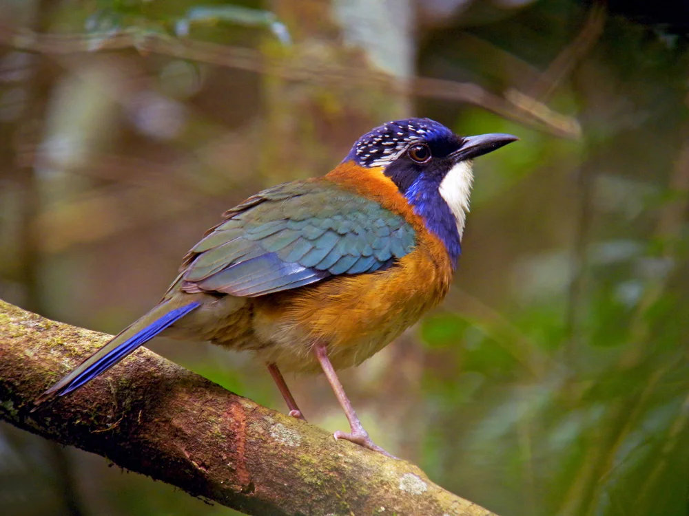 Pitta-Schnurrvogel (Atelornis pittoides)
