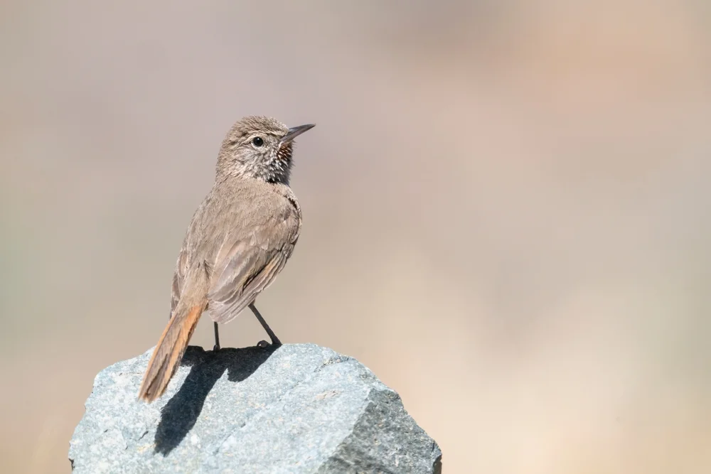 Plain Canastero (Asthenes modesta)