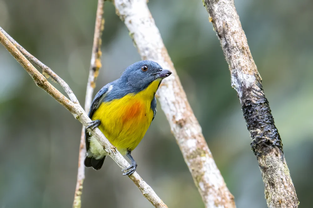 Platens Blütenpicker (Prionochilus plateni)