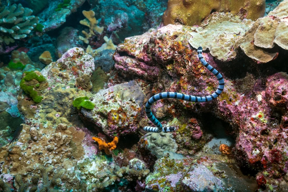 Plattschwanz-Seeschlange