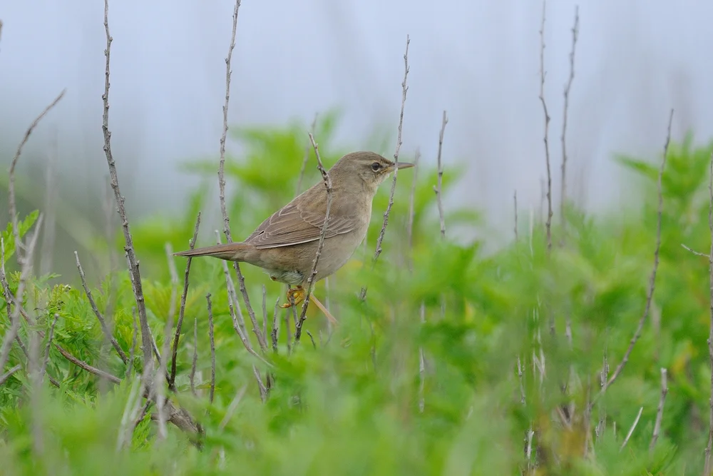Pleskes Grassänger (Locustella pleskei)