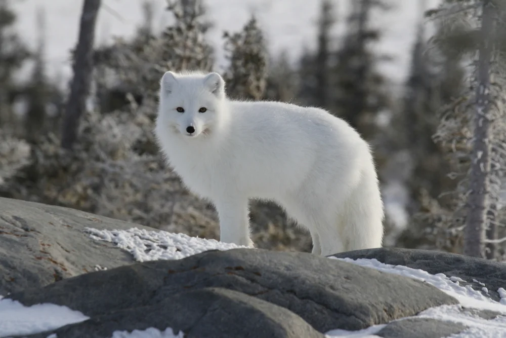 Polarfuchs