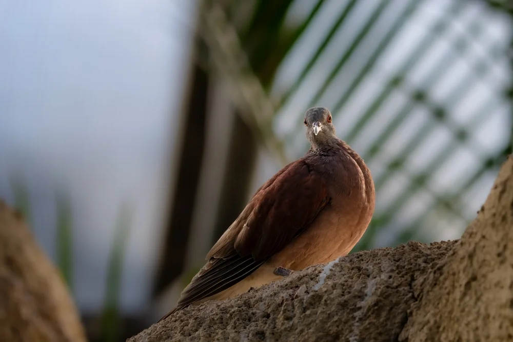 Pollens Felsentaube (Columba pollenii)