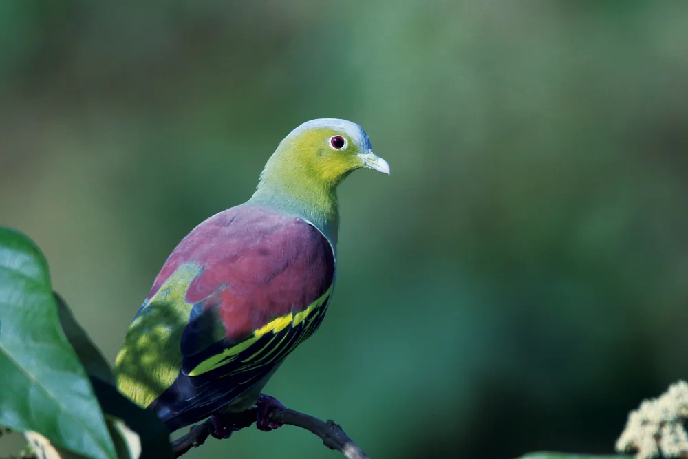 Pompadour-Grüntaube (Treron pompadora)