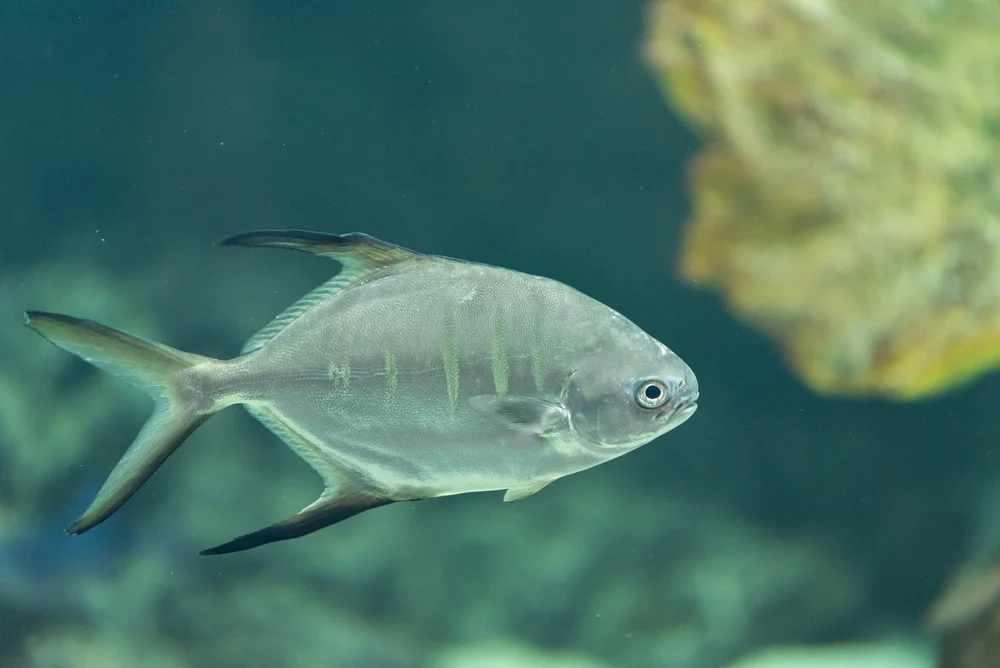 Pompanos (Trachinotus)