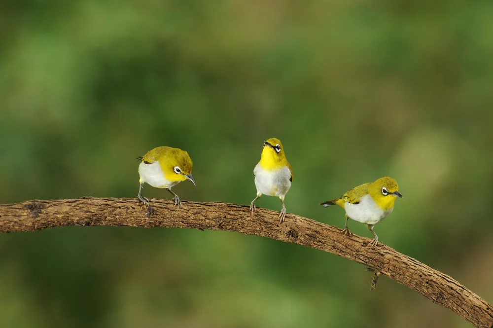 Ponape-Brillenvogel (Zosterops ponapensis)