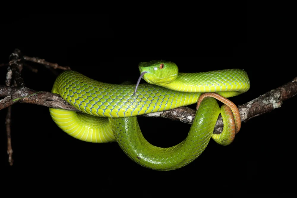 Popes Bambusotter (Trimeresurus popeorum)