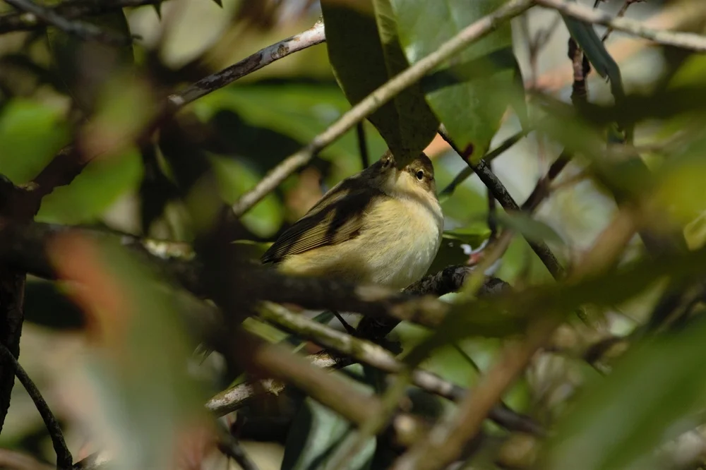 Pracht-Blattspäher (Phylloscartes eximius)
