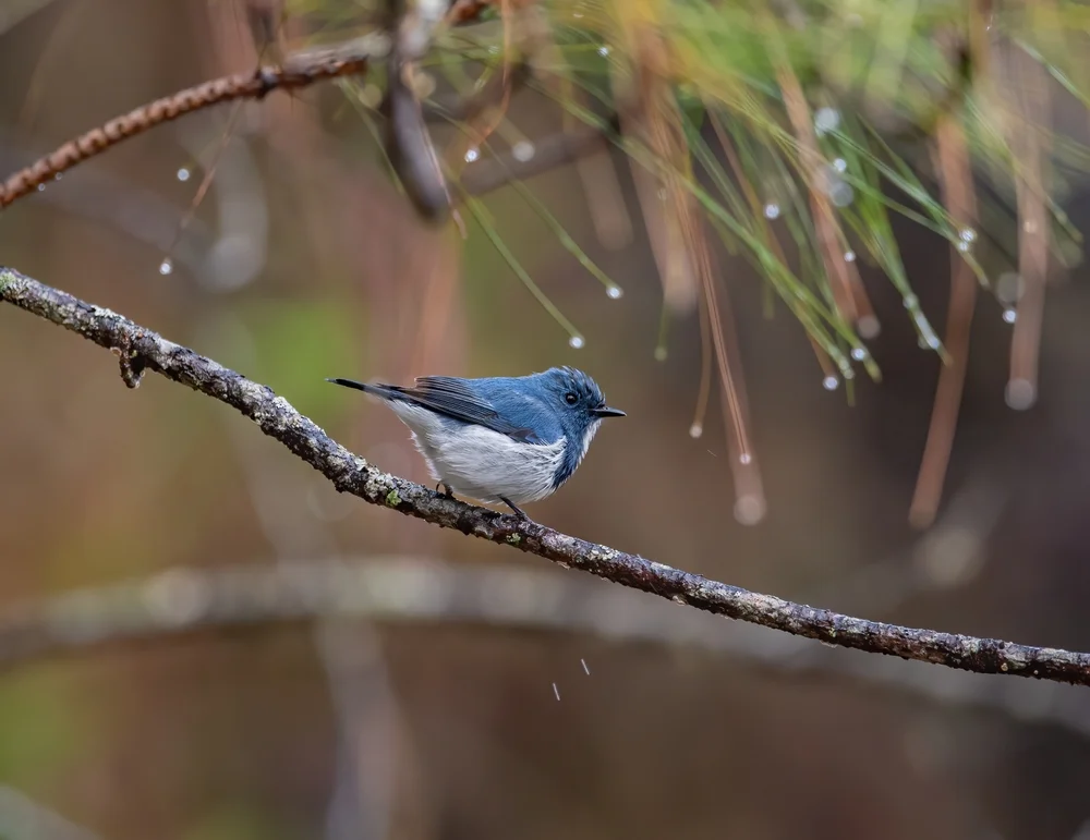 Pracht-Fächerschwanz (Pracht-Fächerschwanz)