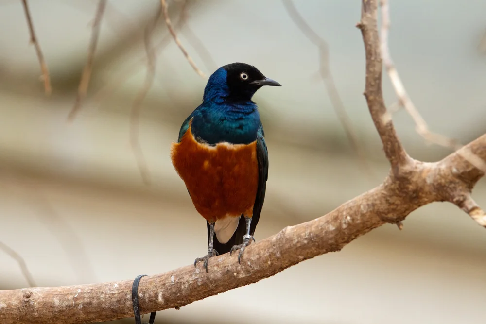 Pracht-Glanzstar (Lamprotornis pulcher)