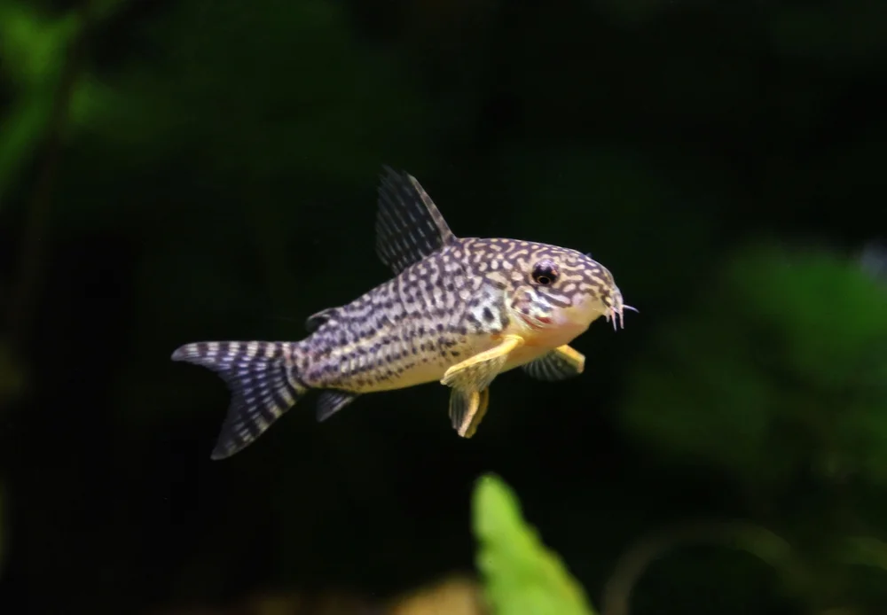 Pracht-Panzerwels (Corydoras splendens)