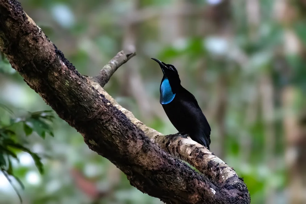 Pracht-Paradiesvogel (Ptiloris intercedens)