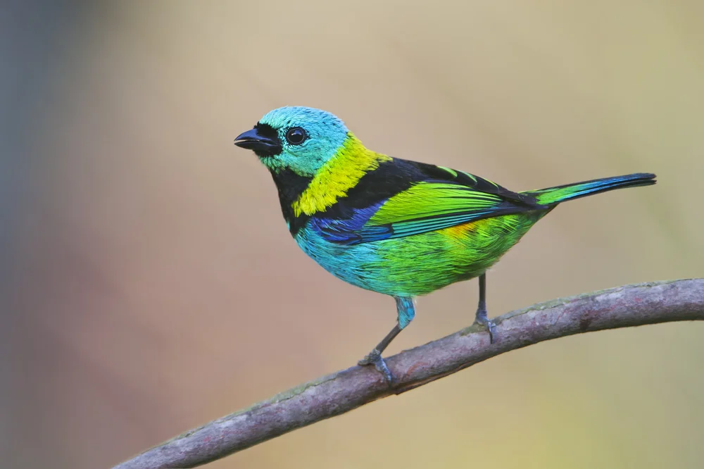 Pracht-Tangare (Tangara seledon)