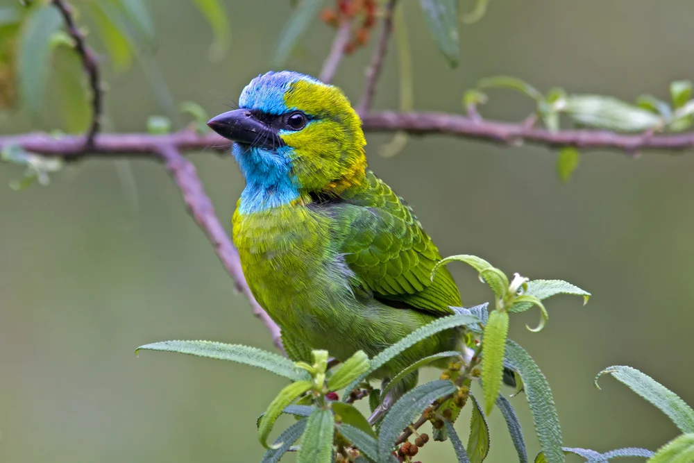 Prachtbartvogel (Megalaima pulcherrima)