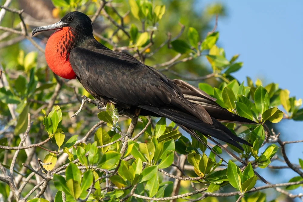 Prachtfregattvogel (Fregata magnificens)