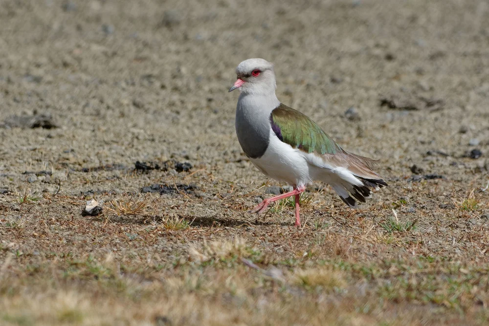 Prachtkiebitz (vanellus resplendens)