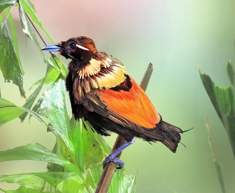 Prachtkönigsnäher (Cicinnurus magnificus)