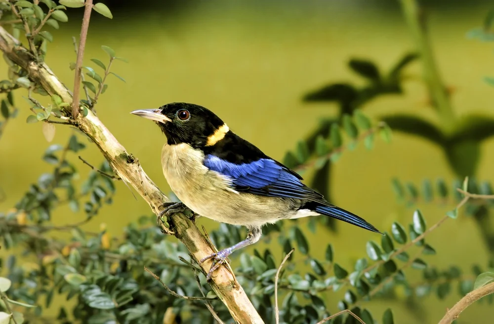 Prachtkuckuck (Prachtkuckuck)