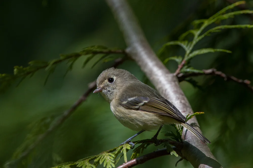 Prachtpiest (Vireo modestus)
