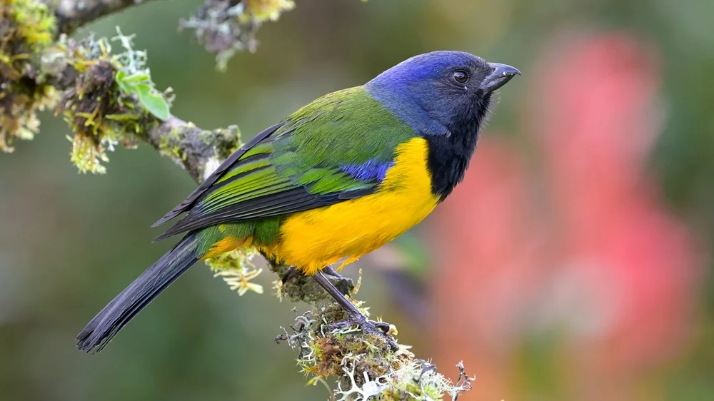 Prachtsmaragdkolibri (Cnemathraupis eximia)