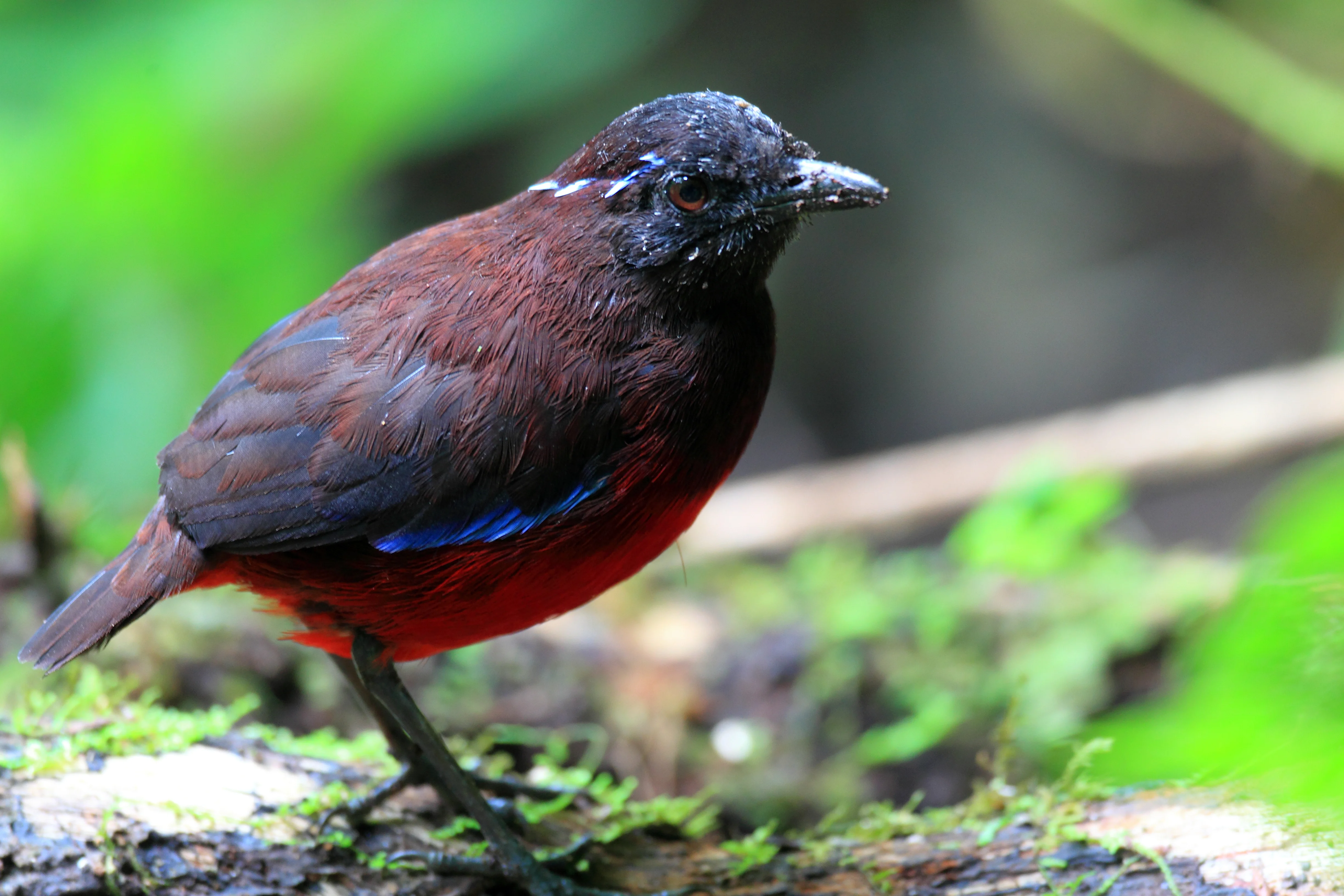 Prächtige Pitta (Pitta venusta)