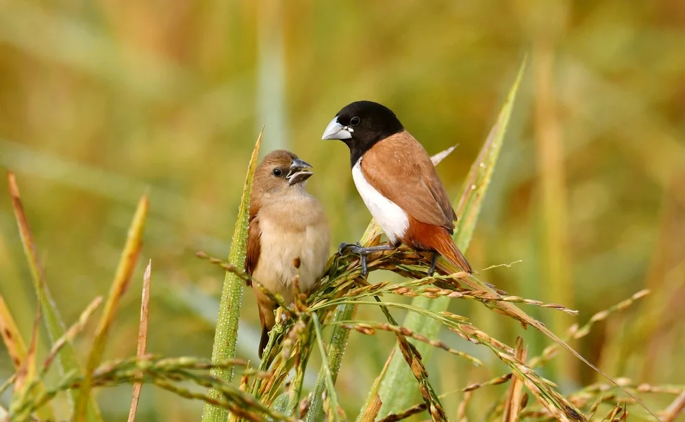 Prächtiger Bronzemännchen (Lonchura spectabilis)