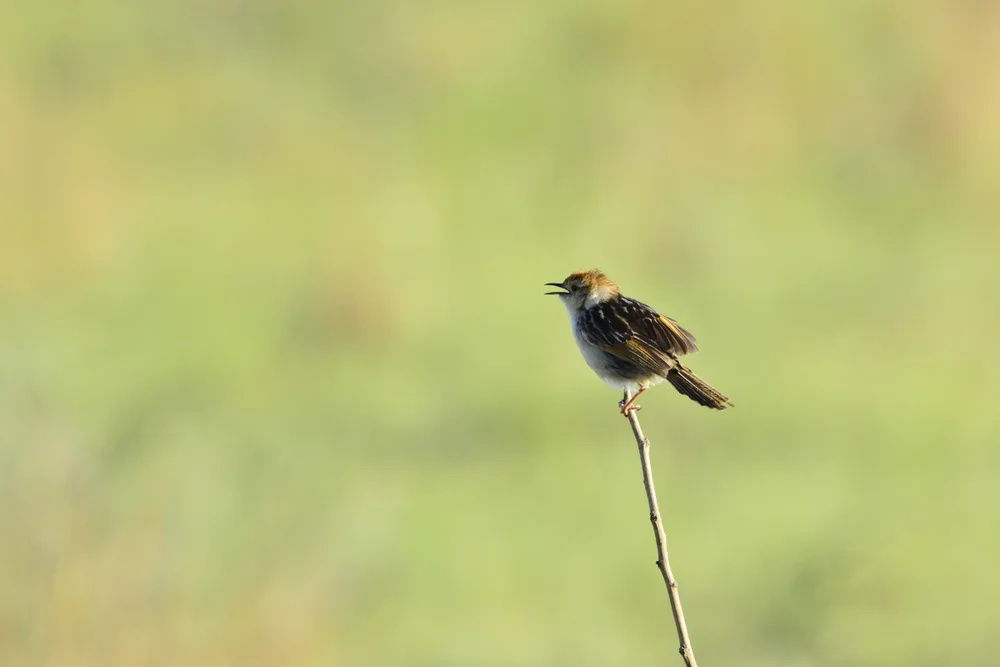 Prächtiger Cistensänger (Cisticola eximius)