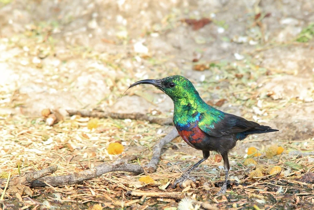 Prächtiger Nektarvogel (Cinnyris superbus)