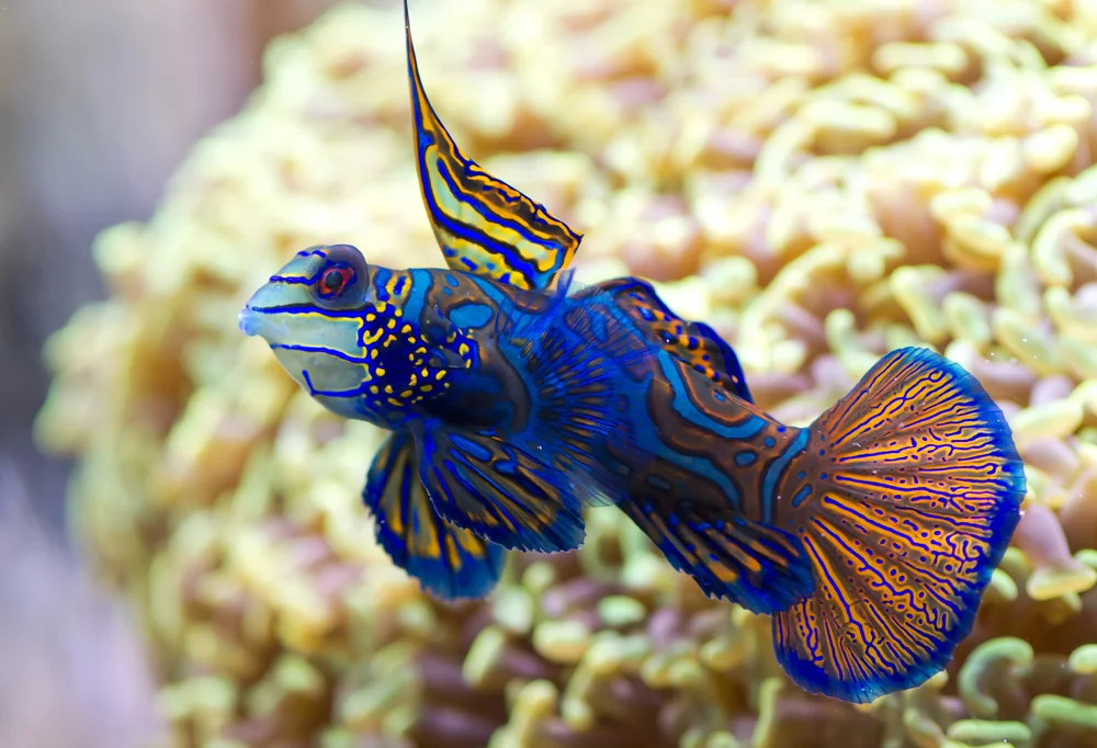 Prächtiger Schmuck-Fisch (Synchiropus splendidus)