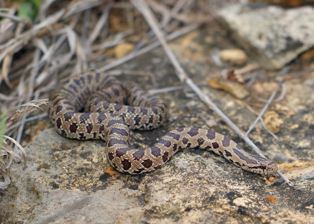 Prairie-Königsnatter (Lampropeltis calligaster)
