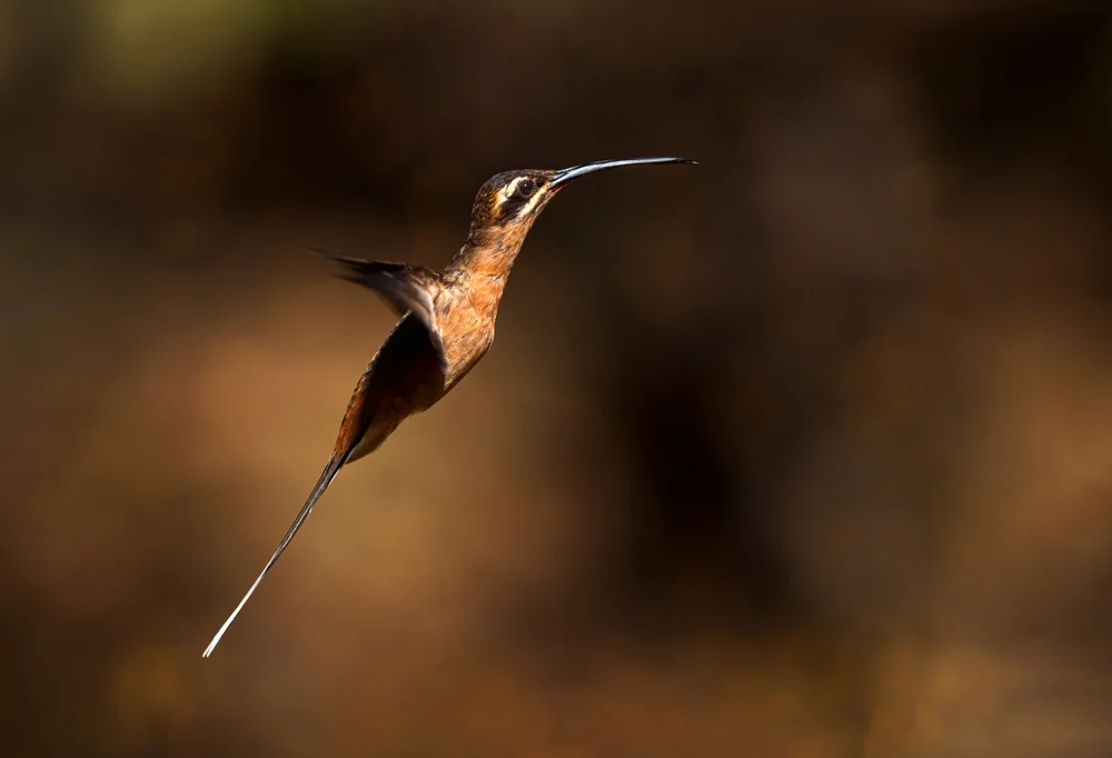 Pretrés Schattenkolibri (Phaethomis pretrei)