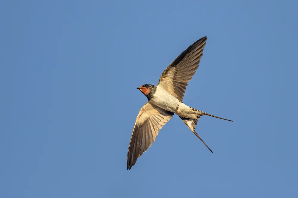 Preuss-Rötelschwalbe (Petrochelidon preussi)